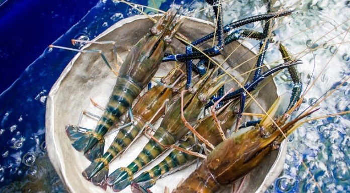 The Ultimate Guide to Grilled Shrimp: A Spicy, Salty Delight