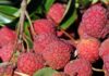 “Luscious Lychees: Discover the Sweetest Deals in Town”