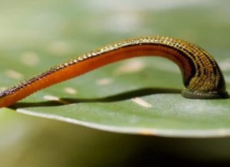 What are Ticks? How to Protect Yourself From Ticks When Hiking or Trekking