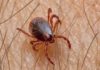 The Ultimate Guide to Defeating Fleas: A Comprehensive Strategy for Eradicating These Persistent Pests