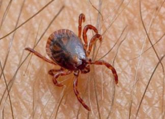 The Ultimate Guide to Defeating Fleas: A Comprehensive Strategy for Eradicating These Persistent Pests