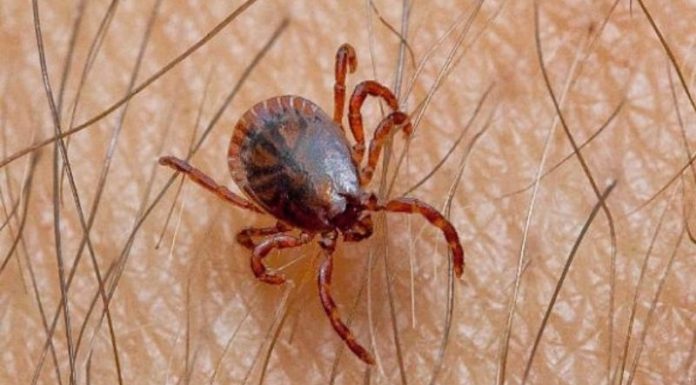 The Ultimate Guide to Defeating Fleas: A Comprehensive Strategy for Eradicating These Persistent Pests