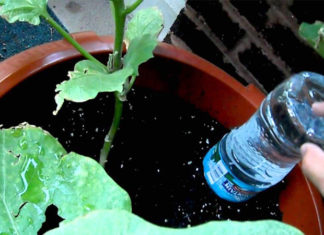 The Ultimate Guide to Keeping Your Plants Happy and Hydrated During Your Holiday Absence