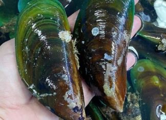 What are Green Mussels? Delicious Recipes, Selection, and Preparation Techniques