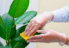 The Sparkling Leaf: A Guide to Houseplant Care and Cleaning.