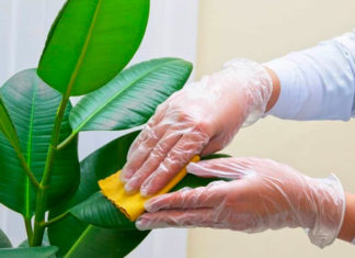 The Sparkling Leaf: A Guide to Houseplant Care and Cleaning.