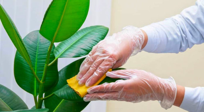 The Sparkling Leaf: A Guide to Houseplant Care and Cleaning.