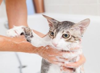 The Top 10+ Cat Shampoos and Conditioners: Affordable, Deodorizing, and Refreshing Options for Your Feline Friend