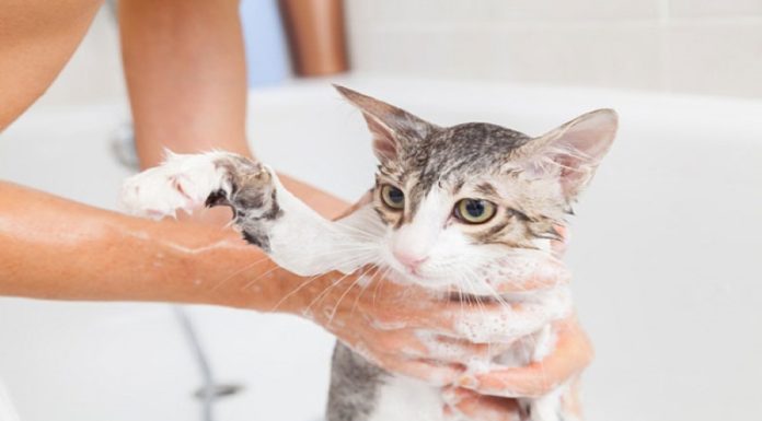 The Top 10+ Cat Shampoos and Conditioners: Affordable, Deodorizing, and Refreshing Options for Your Feline Friend