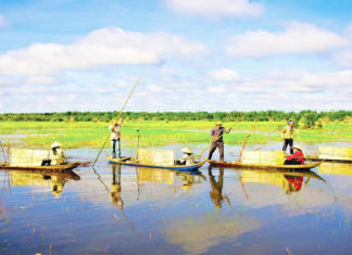 The Southern Sweet Tooth: Unveiling a Legacy