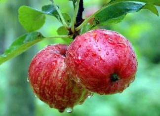 The Secret Power of Apples: Nature’s Explosive Superfruit