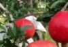 The Unusual Way to Seed a Pomegranate That Has Gone Viral