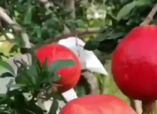 The Unusual Way to Seed a Pomegranate That Has Gone Viral