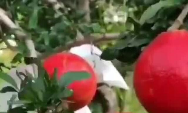 The Unusual Way to Seed a Pomegranate That Has Gone Viral