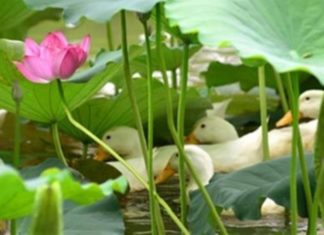 The Lucky Duck’s Swim Beneath the Lotus Veil: A Guide to Symbolic Fortune.