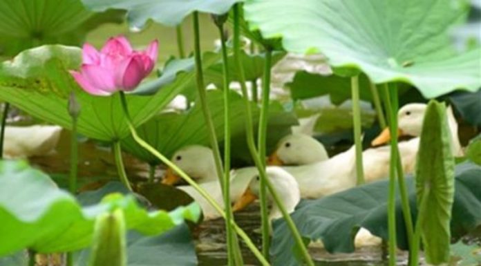 The Lucky Duck’s Swim Beneath the Lotus Veil: A Guide to Symbolic Fortune.