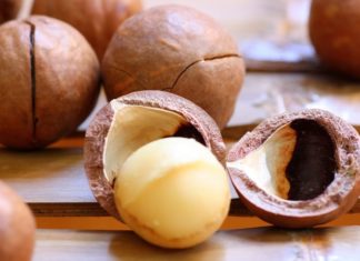 The Magic of Macadamia Shells: Unveiling a World of Possibilities