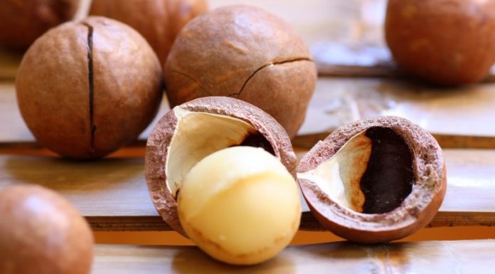 The Magic of Macadamia Shells: Unveiling a World of Possibilities
