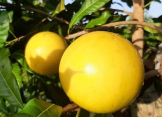 What is the Golden Papaya and Why is it in High Demand?