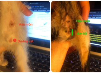 4 Easy Ways to Determine the Gender of a Kitten