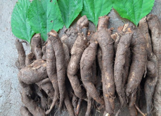 6 Folk Remedies for Effective and Safe Uterine Prolapse Treatment Postpartum