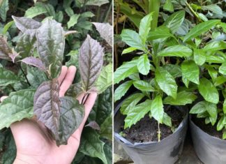 What Are the Benefits of Drinking Vietnamese Black Ginger?