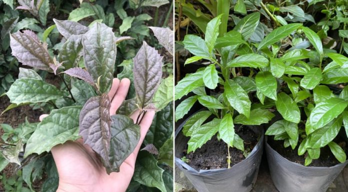 What Are the Benefits of Drinking Vietnamese Black Ginger?