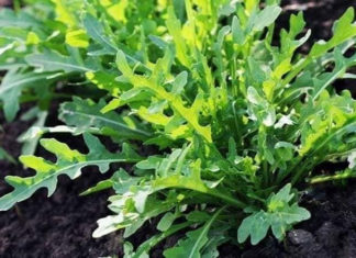 What is Arugula? The Amazing Health Benefits of Arugula You Should Know.