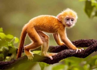 The Lucky Fortune Rankings for the Chinese Zodiac in the Second Half of 2024