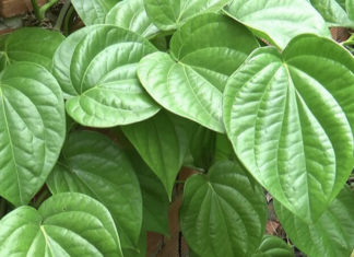 The Magic of Betel Leaves: Unveiling the Ancient Practice of Infant Steam Inhalation