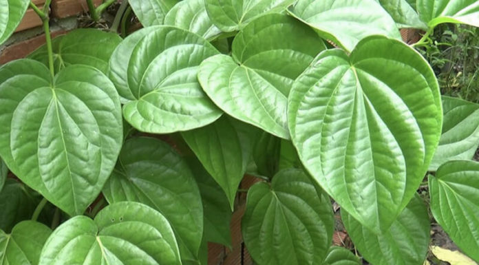 The Magic of Betel Leaves: Unveiling the Ancient Practice of Infant Steam Inhalation
