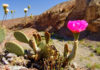 The Magic of Cacti: Unveiling the Symbolic and Therapeutic Powers of Cacti for Well-Being