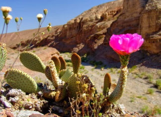 The Magic of Cacti: Unveiling the Symbolic and Therapeutic Powers of Cacti for Well-Being