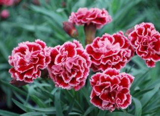 The Language of Birth Flowers: Unveiling the Secret Meanings of 12 Blooms