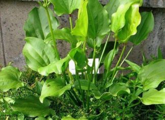 The Everlasting Beauty of the Japanese Sacred Lily: Unveiling the Secrets of its Symbolic Significance, Cultivation, and Care