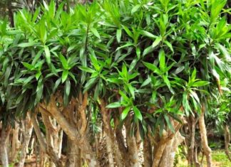 Bamboo Orchids: Unveiling the Beauty, Symbolism, and Care of these Majestic Plants