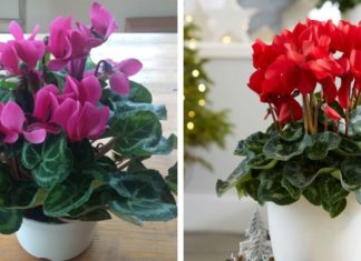 The Magic of Primrose: A Comprehensive Guide to Planting and Caring for This Delicate Flower