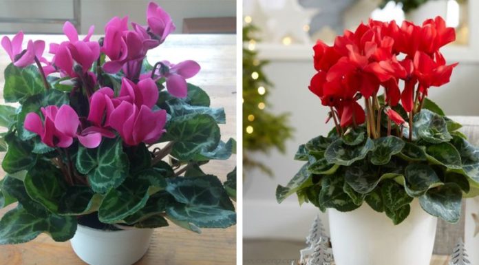 The Magic of Primrose: A Comprehensive Guide to Planting and Caring for This Delicate Flower