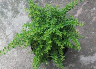 The Fragrant Beauty: Unveiling the Significance of the Vietnamese “Ham Huong” Tree