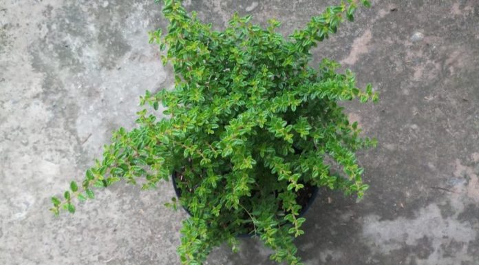 The Fragrant Beauty: Unveiling the Significance of the Vietnamese “Ham Huong” Tree