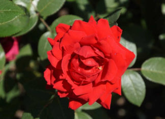 Velvet Roses: Unraveling Their Significance, Beauty, and Care at Home