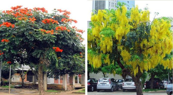 The Magic of the Osaka Tree: Unlocking its Beauty, Symbolism and Care for your Home.