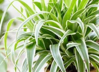 The Bond of Motherhood: Unraveling the Symbolism, Growth, and Care of a Sacred Plant