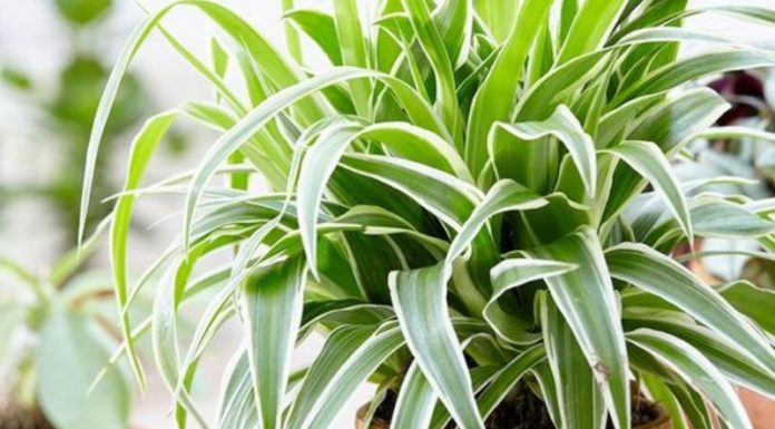 The Bond of Motherhood: Unraveling the Symbolism, Growth, and Care of a Sacred Plant