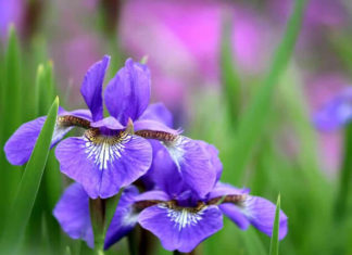 The Majesty of Irises: Unveiling the Significance, Cultivation, and Noble Purposes of Iris Flowers