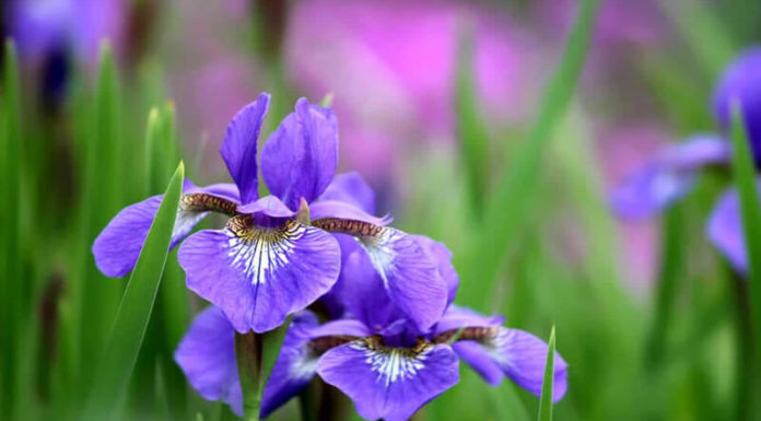 The Majesty of Irises: Unveiling the Significance, Cultivation, and Noble Purposes of Iris Flowers