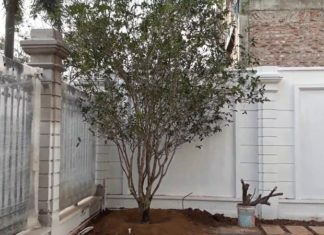 The Mystical Power of Mok Huong: Unveiling the Secrets of this Ancient Herb.