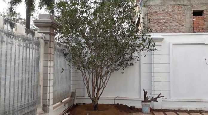 The Mystical Power of Mok Huong: Unveiling the Secrets of this Ancient Herb.