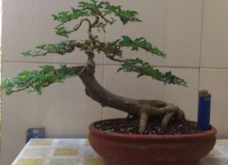 The Magic of Kumquats: Unveiling the Secrets of this Citrus Gem – A Guide to Mastering its Cultivation and Care.