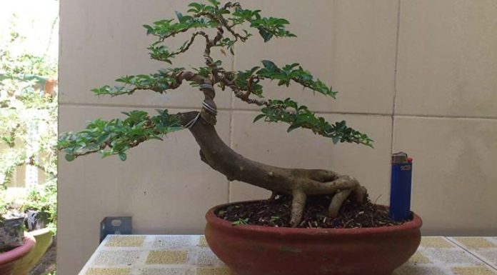 The Magic of Kumquats: Unveiling the Secrets of this Citrus Gem – A Guide to Mastering its Cultivation and Care.